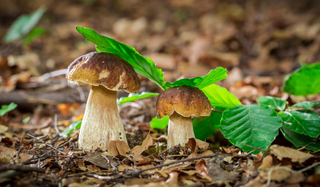mushroom kingdom benefits