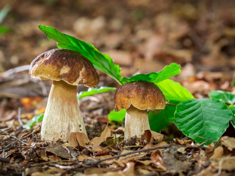 mushroom kingdom benefits